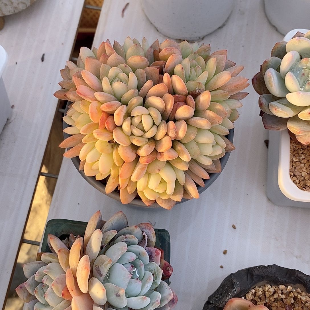 全明星朵朵缀化多肉植物