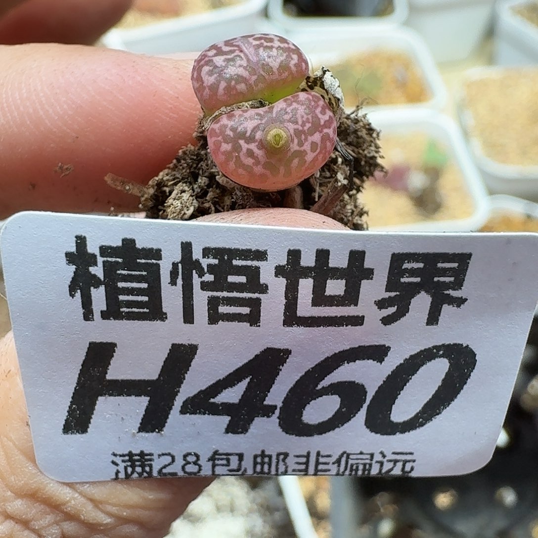多肉植物的人生fgh