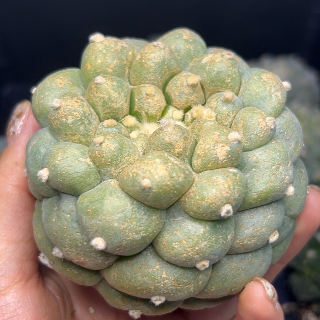 512 有根 仙人球的世界里