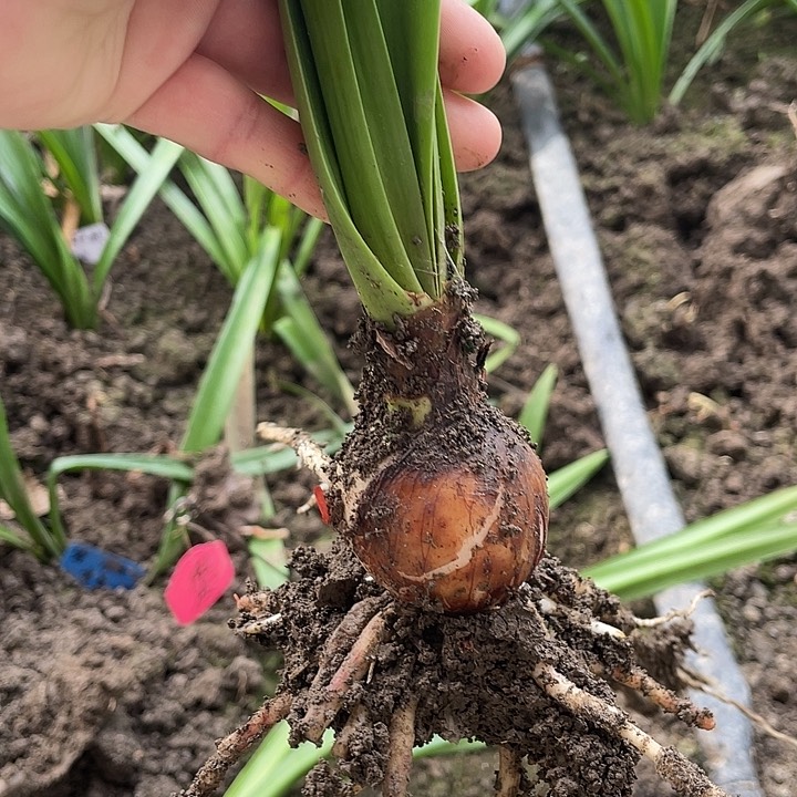 皮皮朱顶红4.5以上