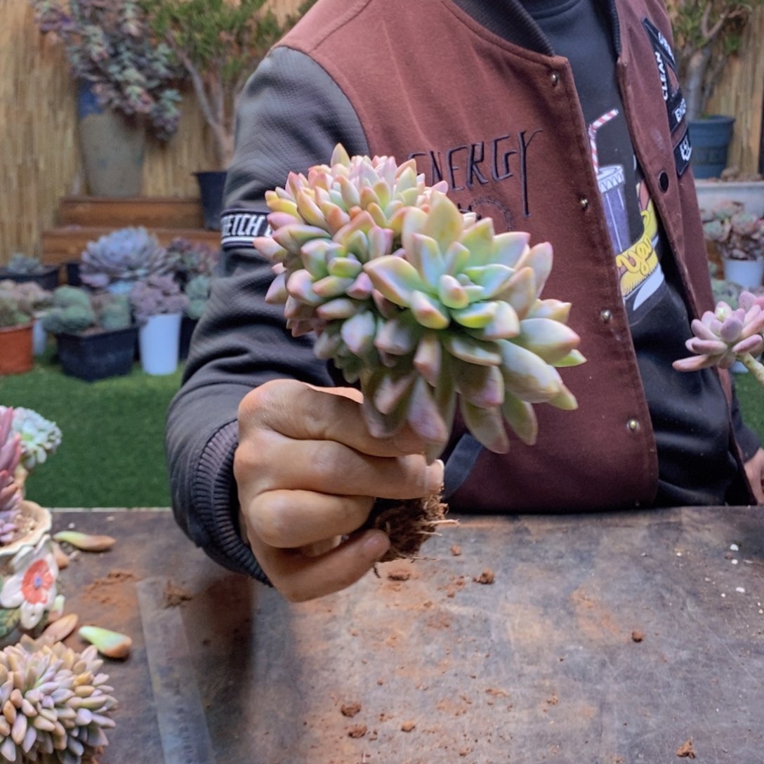 初*見108号淡雪缀多肉