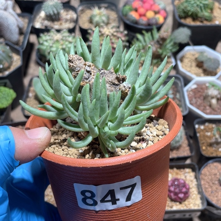 847产地奇峰锦属白象