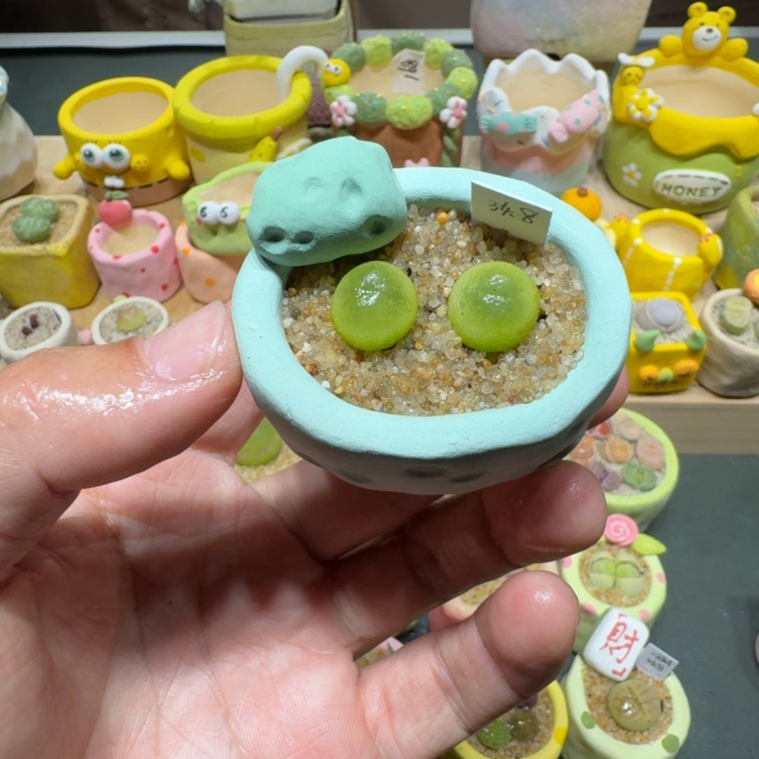 红陶蘑菇355拉登