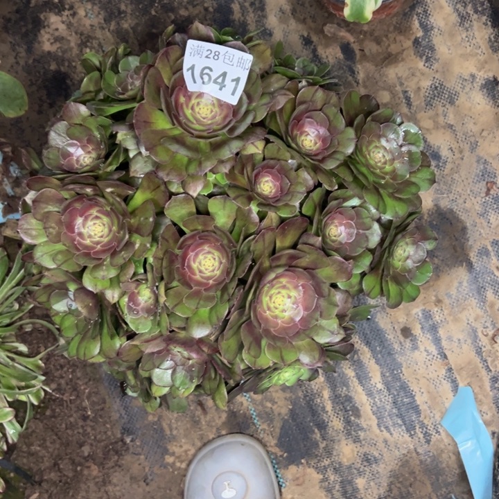 1641南万圣节不包损多肉植物