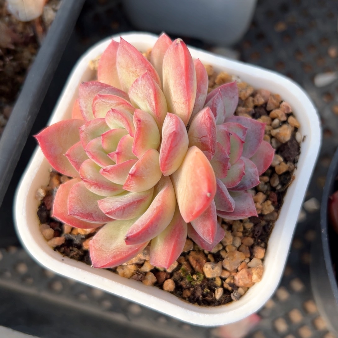 雪夜（满38包邮）多肉