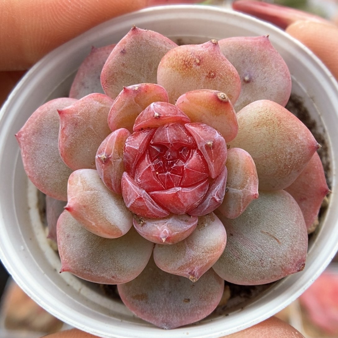 宝石心珍妮可拍523号。 