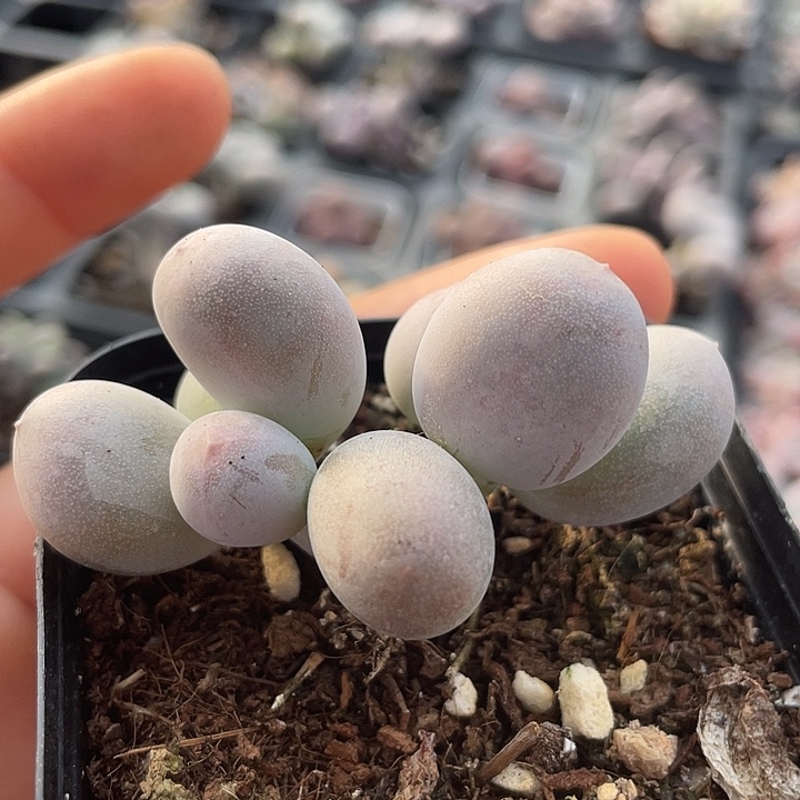 一物一拍满18包邮