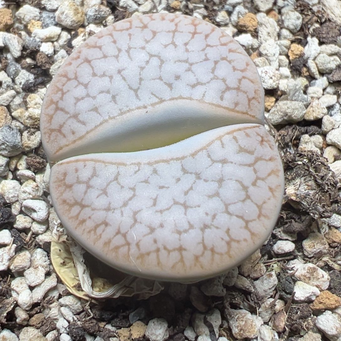 【闪购商品】 181。