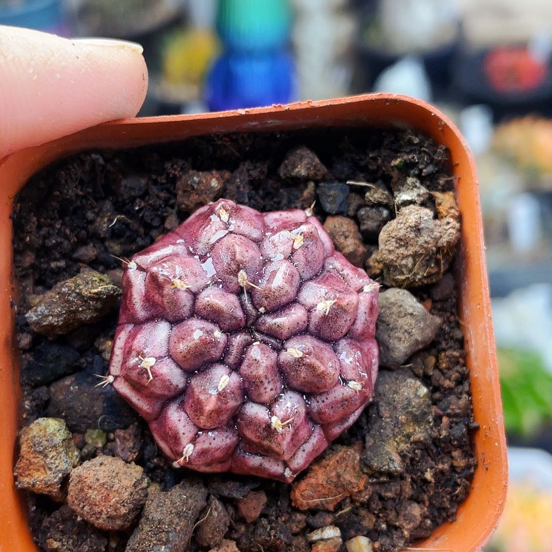 非偏远地区满25包邮仙人球