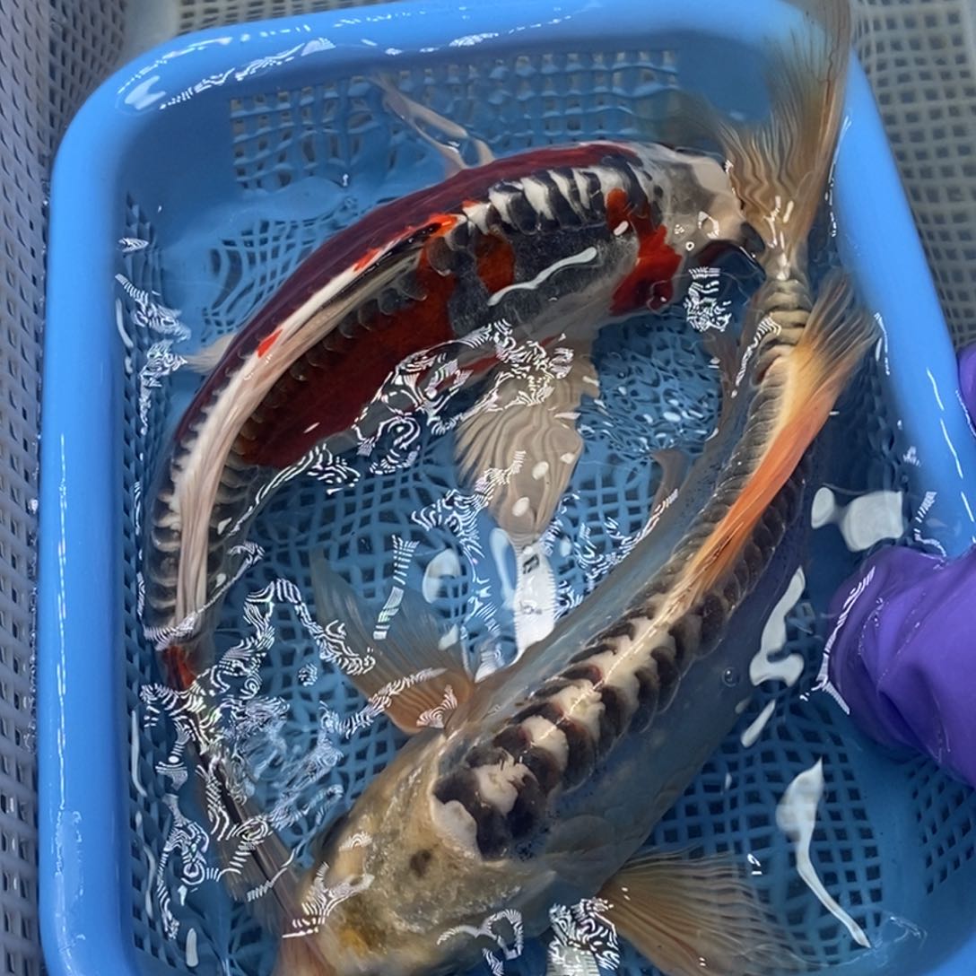 锦鲤冷水锦鲤包邮