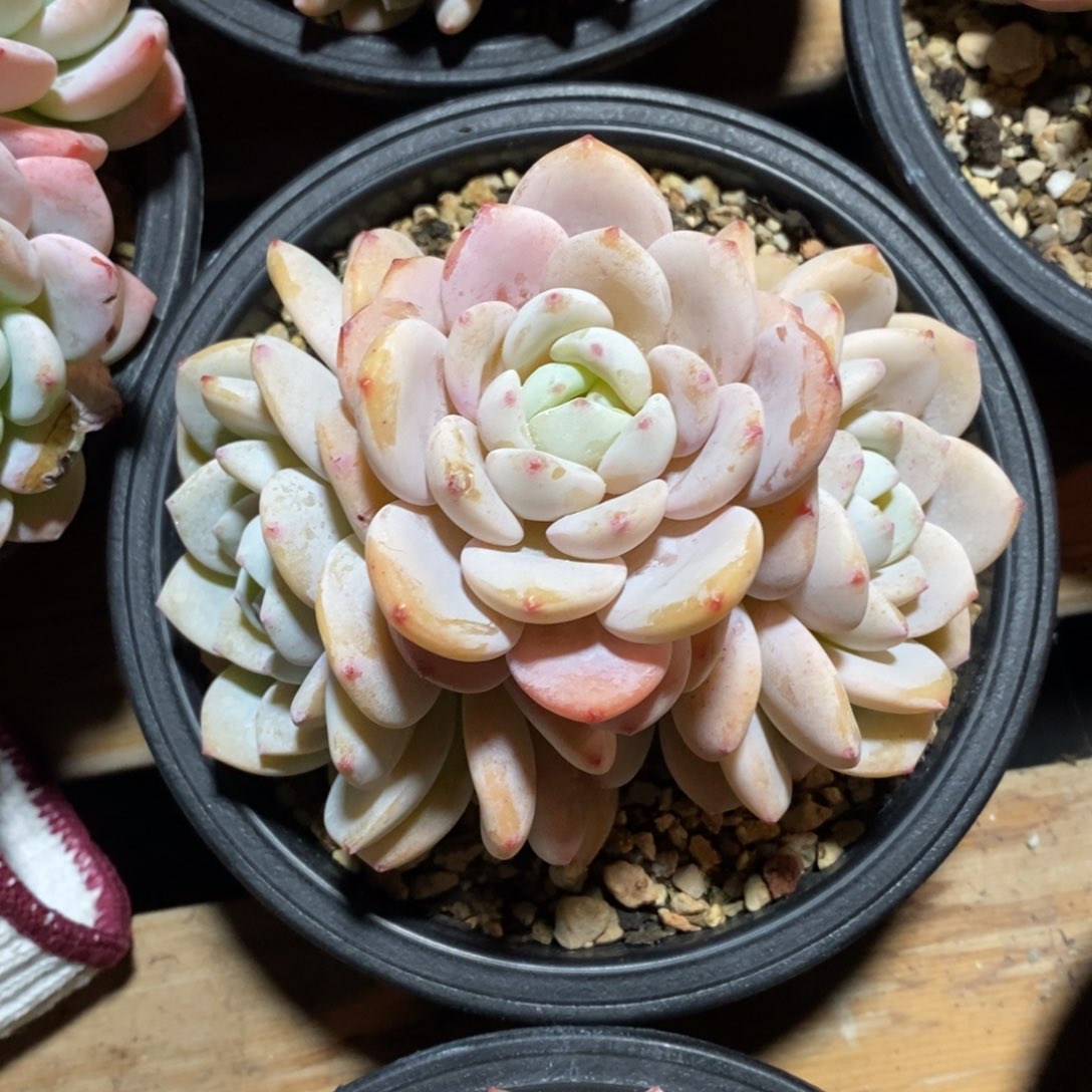 自助下单一物一拍多肉，下滑有惊喜