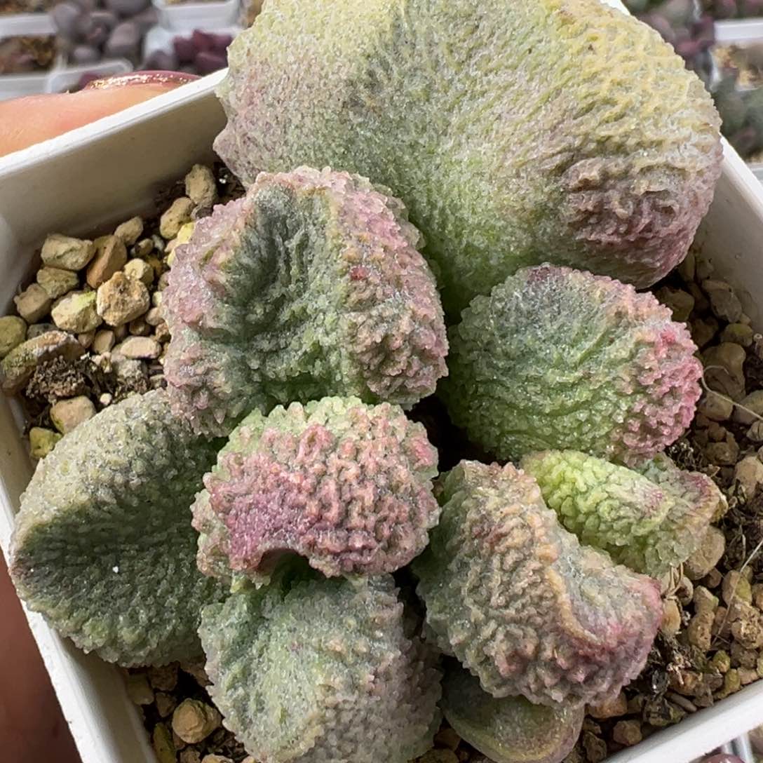 巨猪宝桩子多肉植物水泡