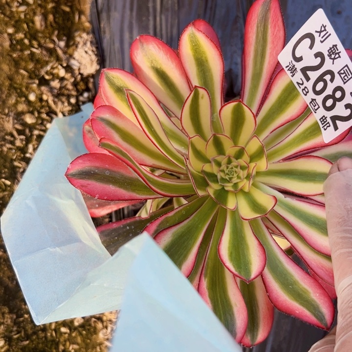 2682多肉植物法师法师