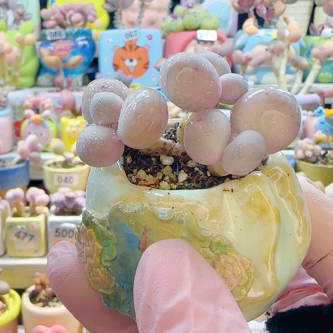  L 三头蛋黄奶 盆口3cm