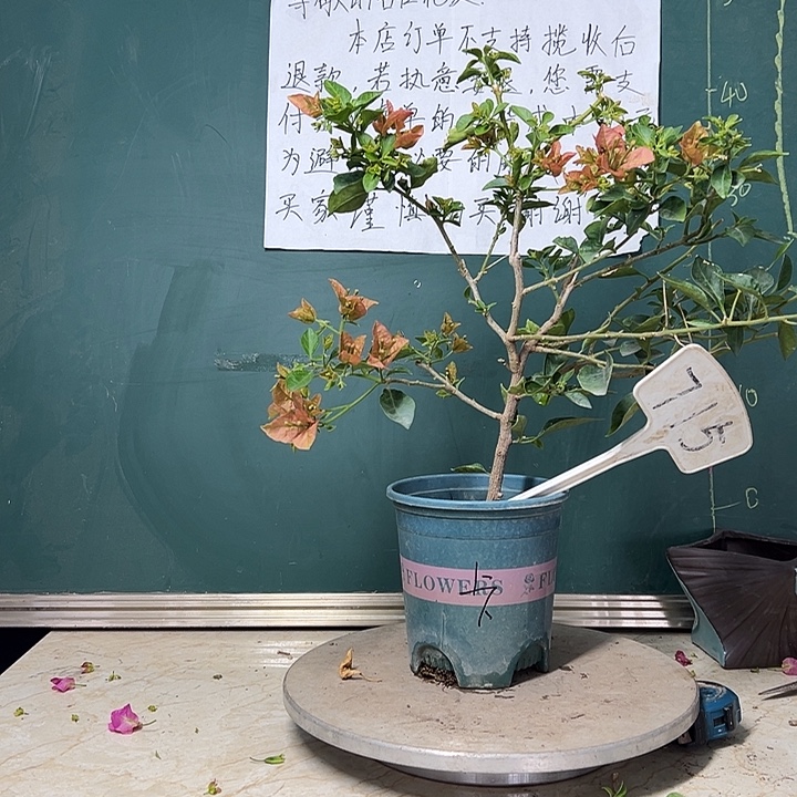 完全开放卡亚塔 715