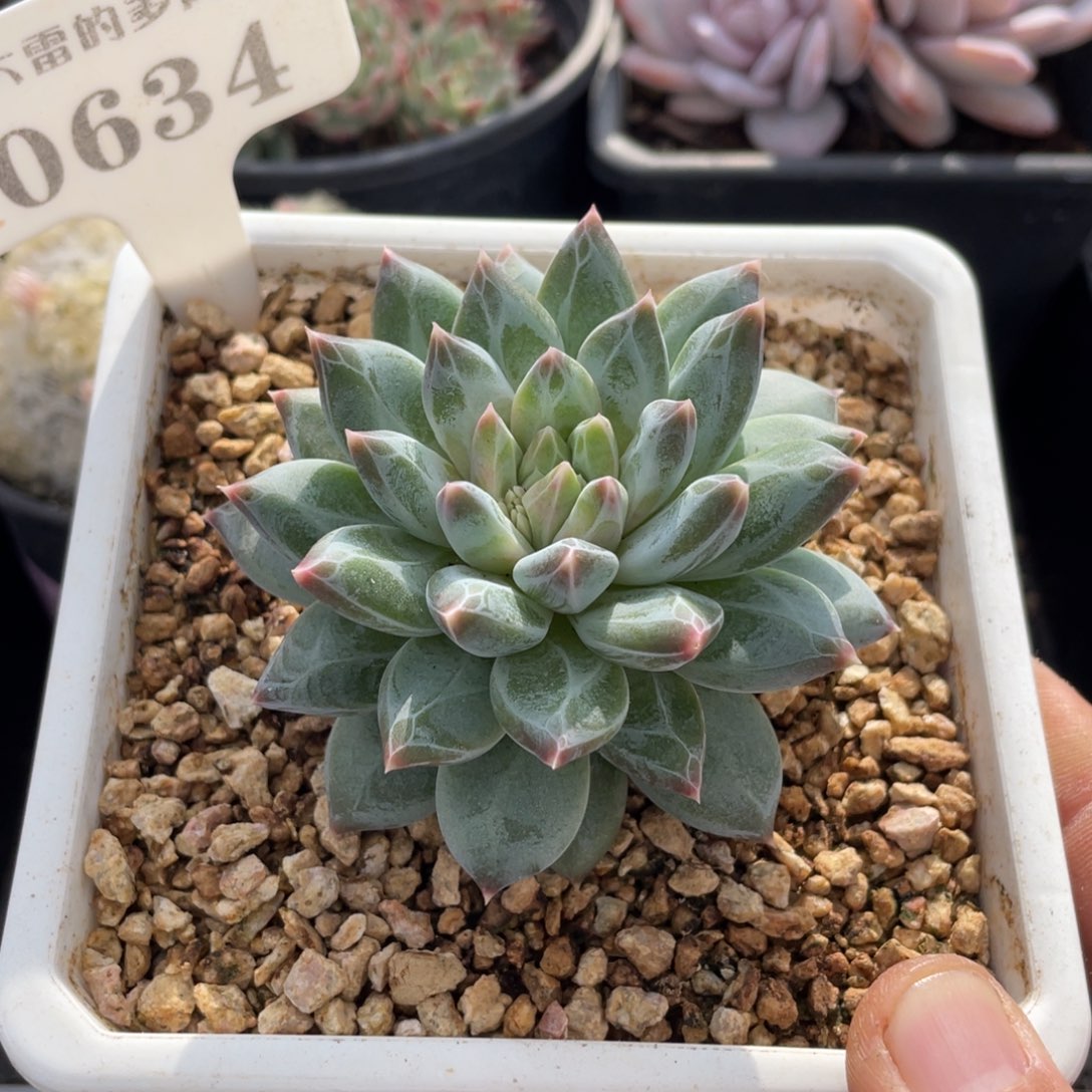 0634暗纹不带盆7厘米