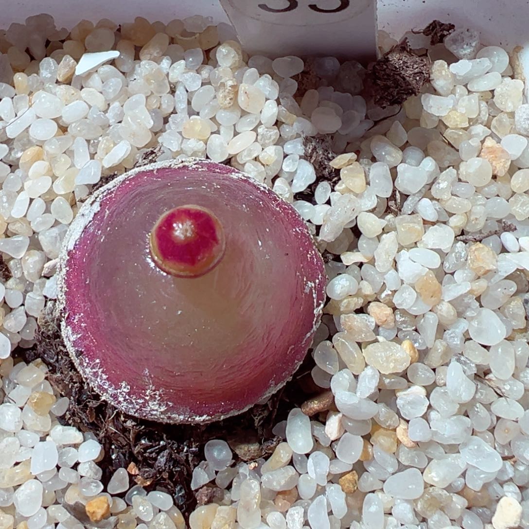 ～***～1218-743多肉多肉