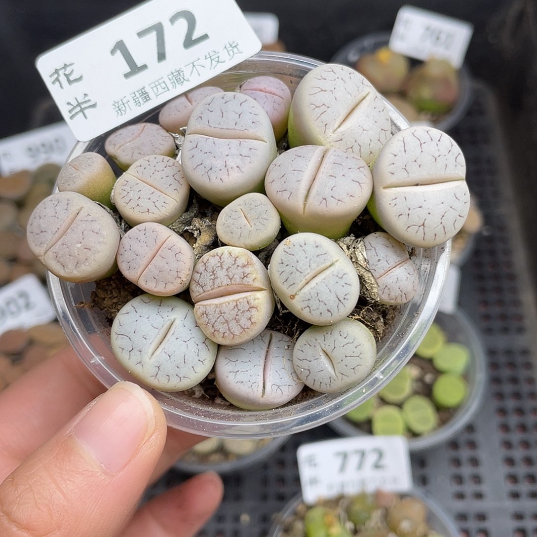 17200000花花花花花花花