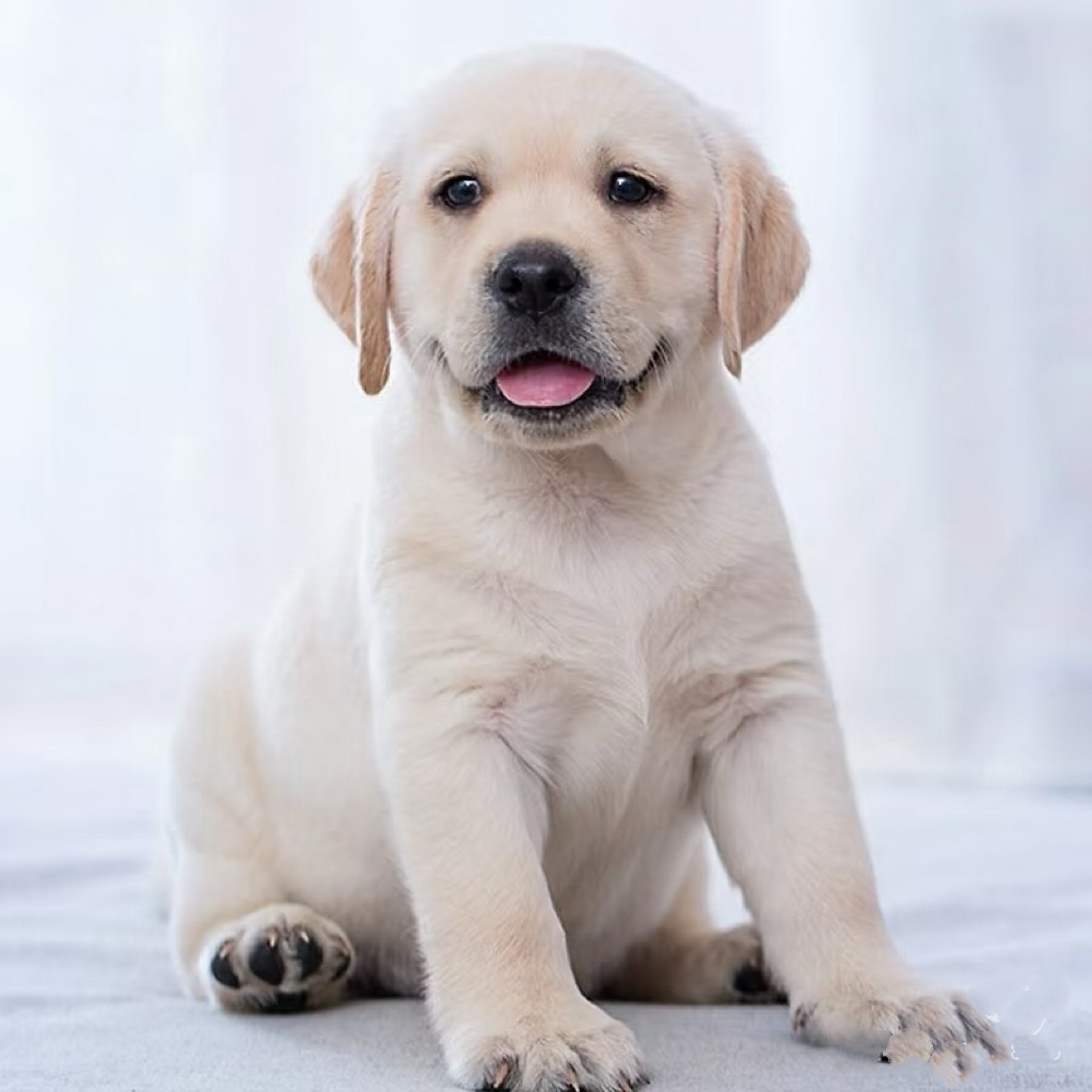 【泰宠犬舍】纯种金毛拉布拉多柯基比熊雪纳瑞萌宠宠物