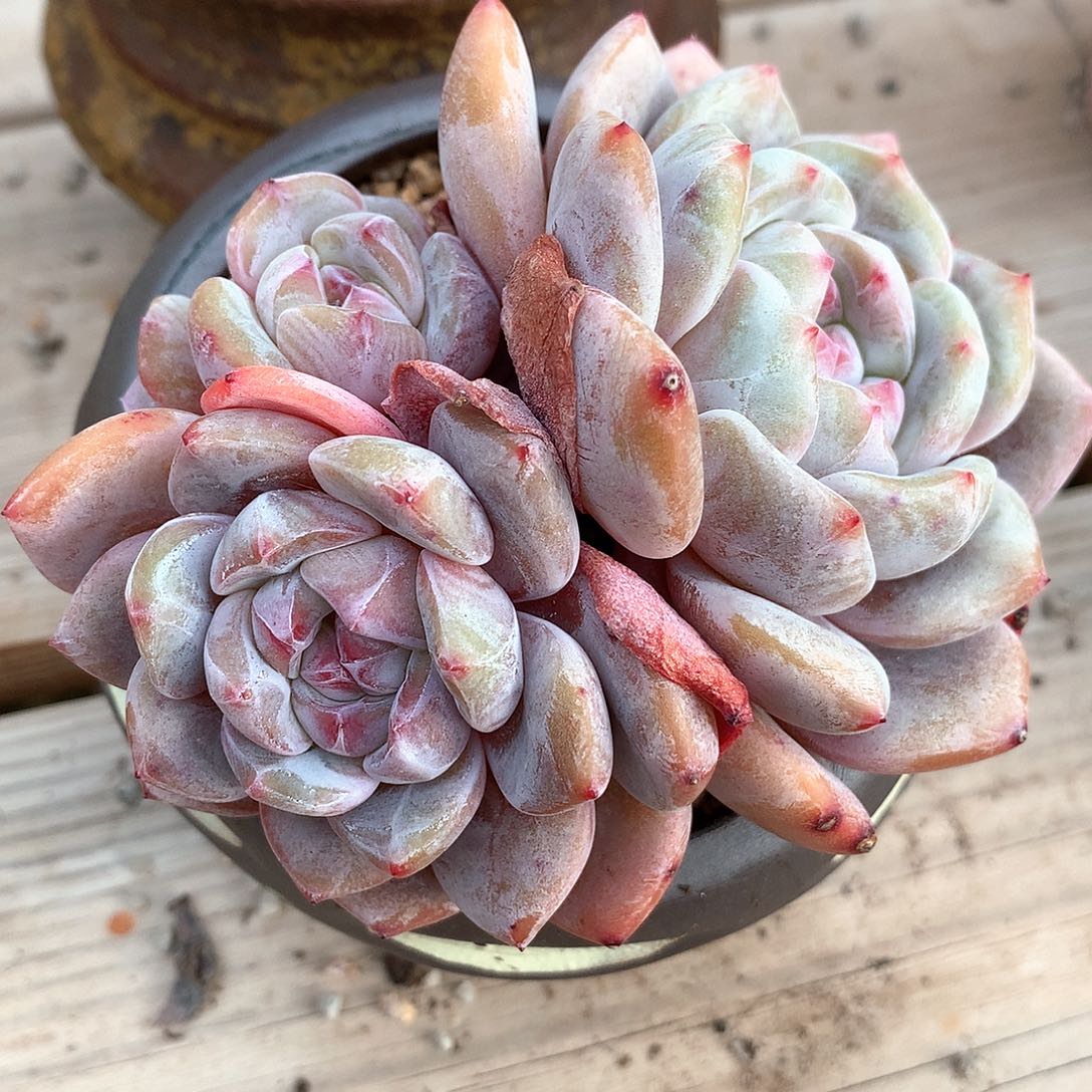 石榴籽星影三头9厘米