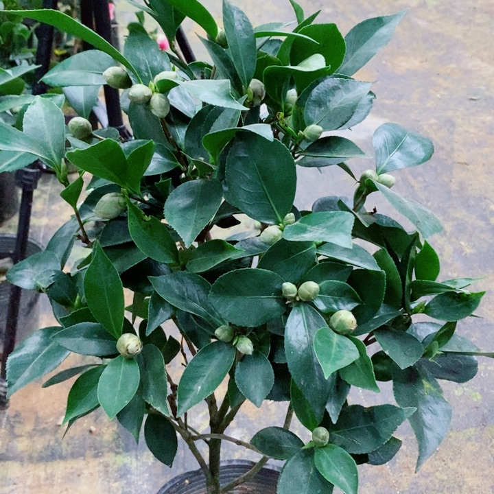 完全开放超五茶花
