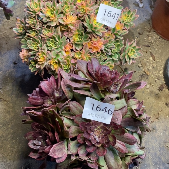 两盆多肉断头不包1646