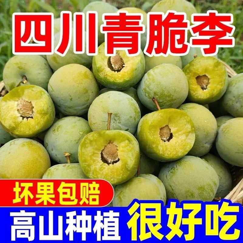 四川汶川高山青脆李脱骨李现摘现发应季新鲜李子水果5斤包邮