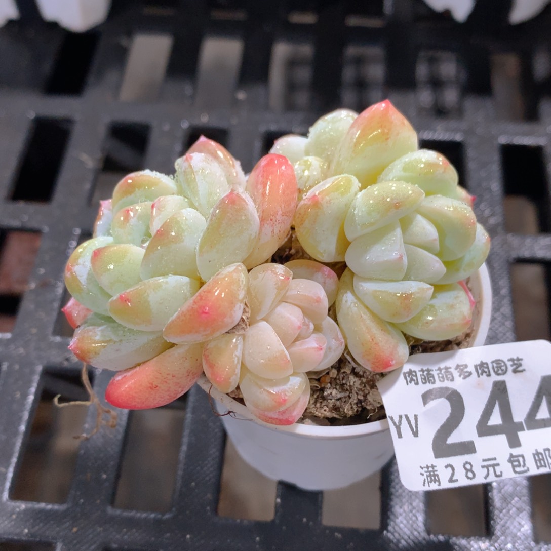 肉萌萌拇指盆精控多肉YV244