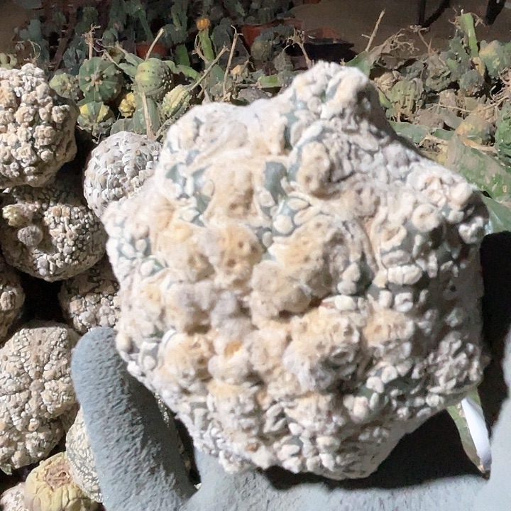 完全开放兜兜兜1