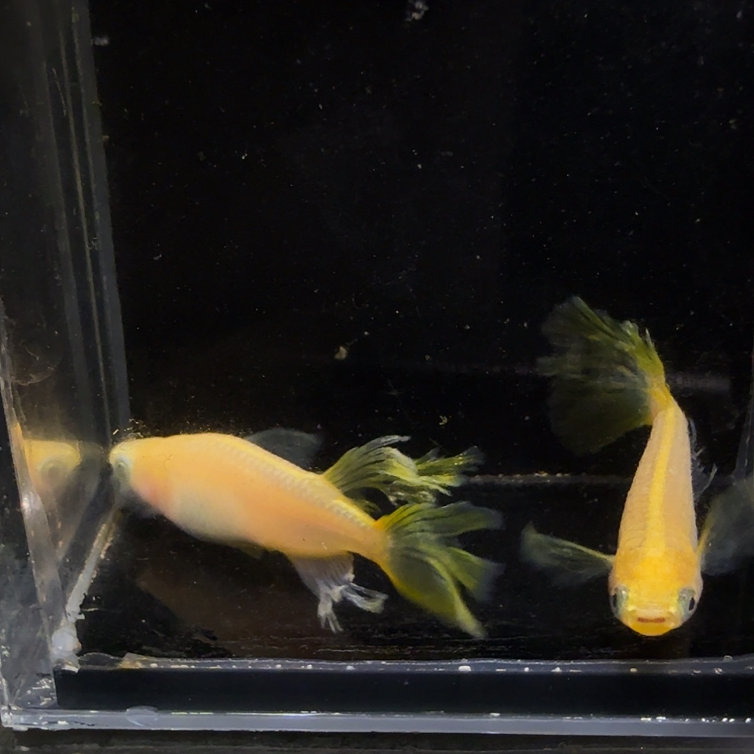 青鳉鱼一物一拍983