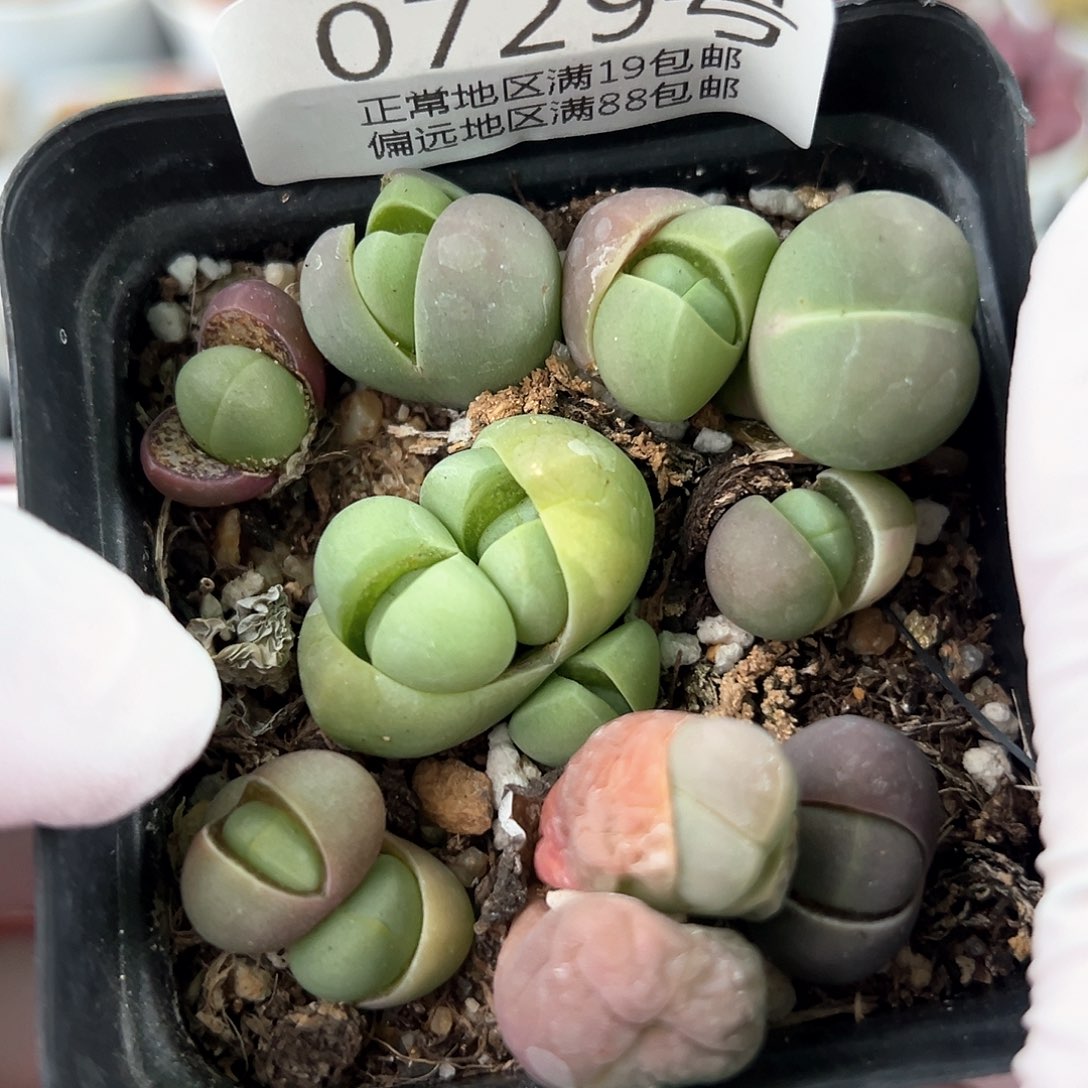 好养易活生石花大母本0729
