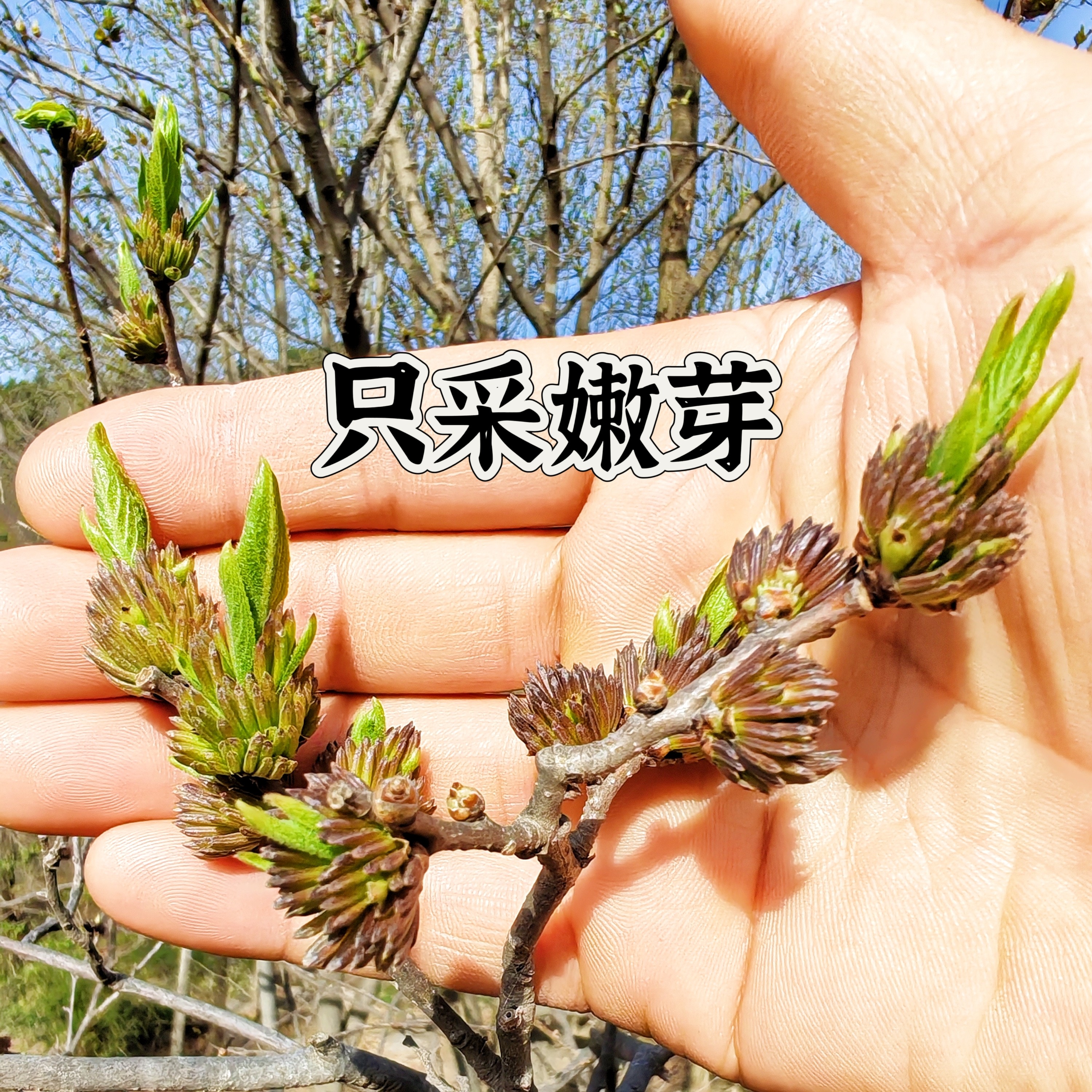 杜仲雄花整朵包邮 平补肝肾 安眠降压代茶饮 可长期饮用 野生烘干