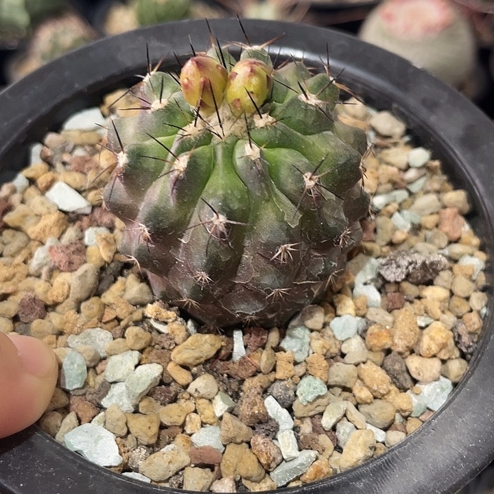 实生龙爪属仙人球一颗