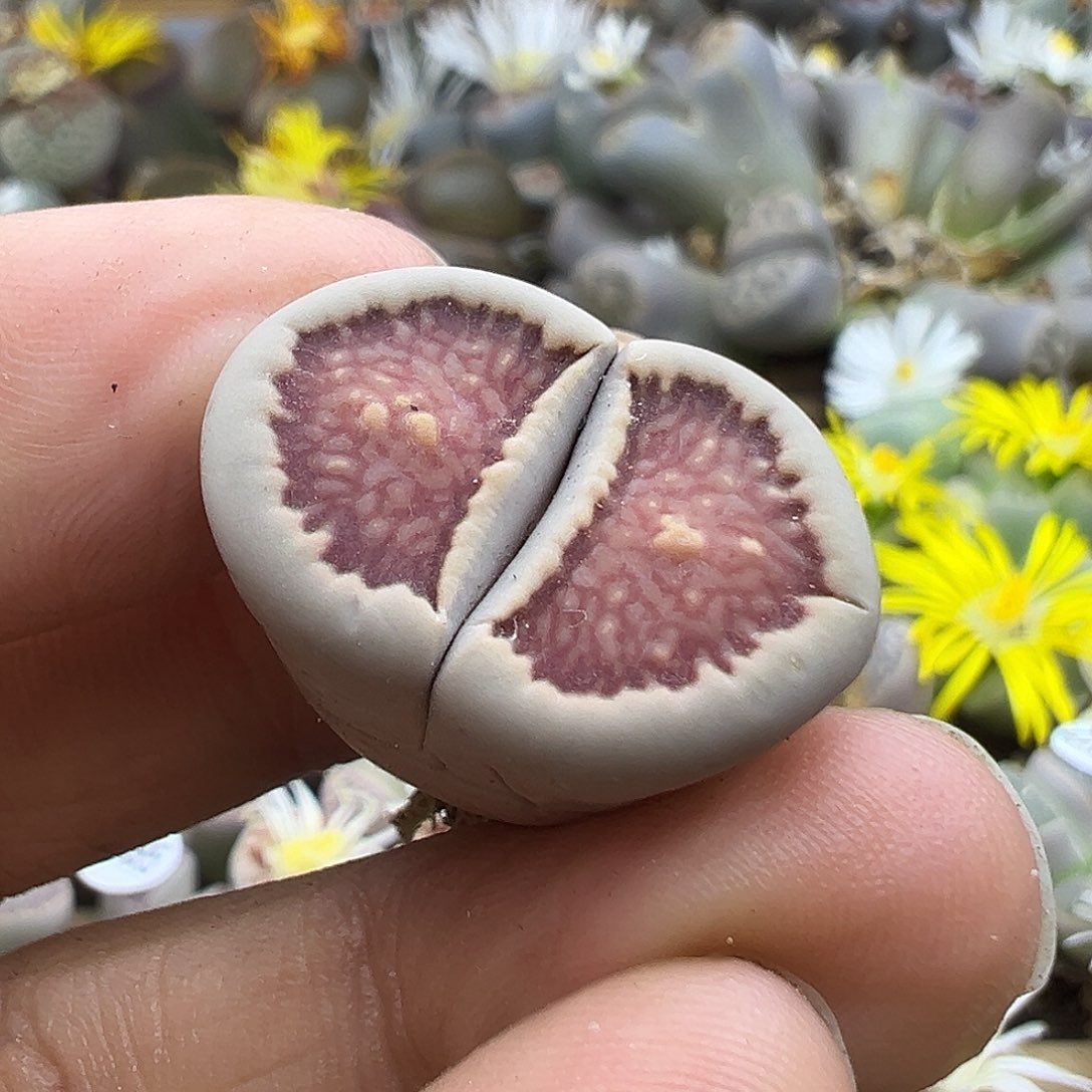 2529 生石花清货价格不作参考