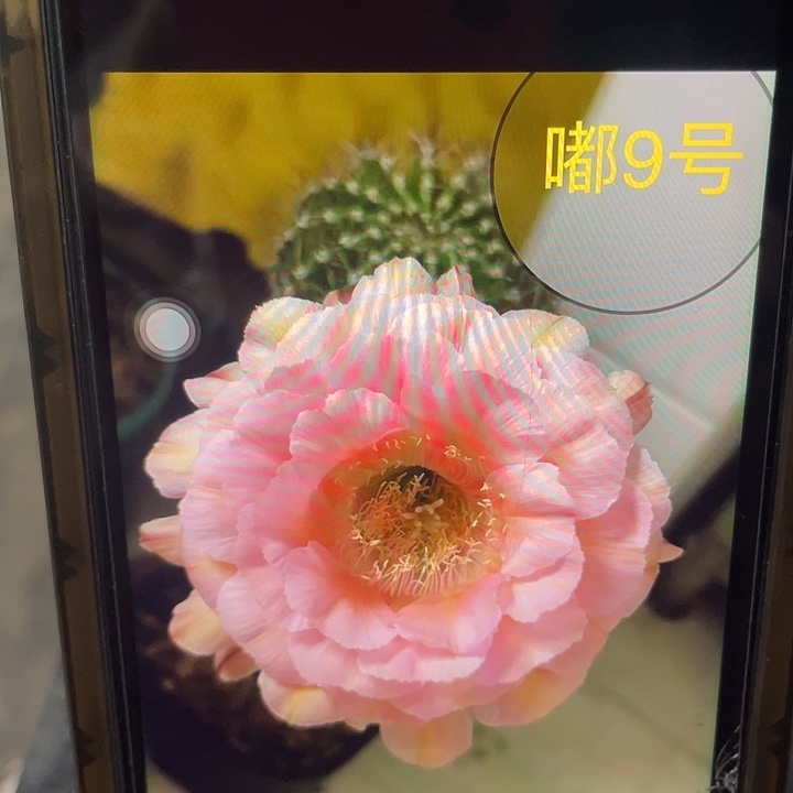 嘟9号5公分以上一代自根球