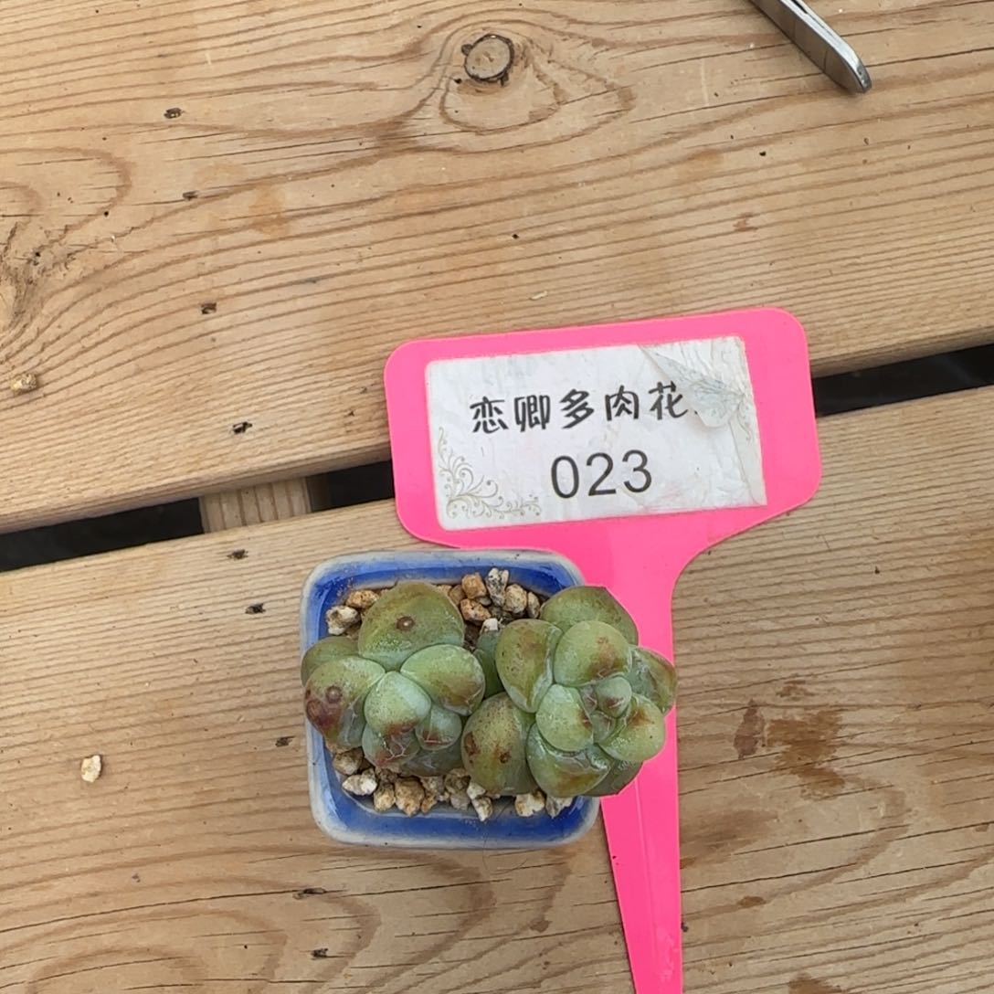 C***C023冰玉老桩无砍000