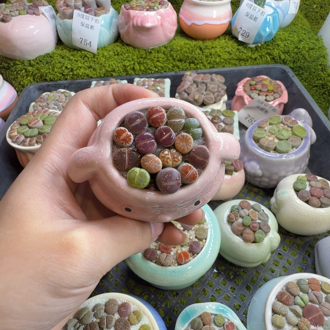 天***子多肉葡萄的味道真的760