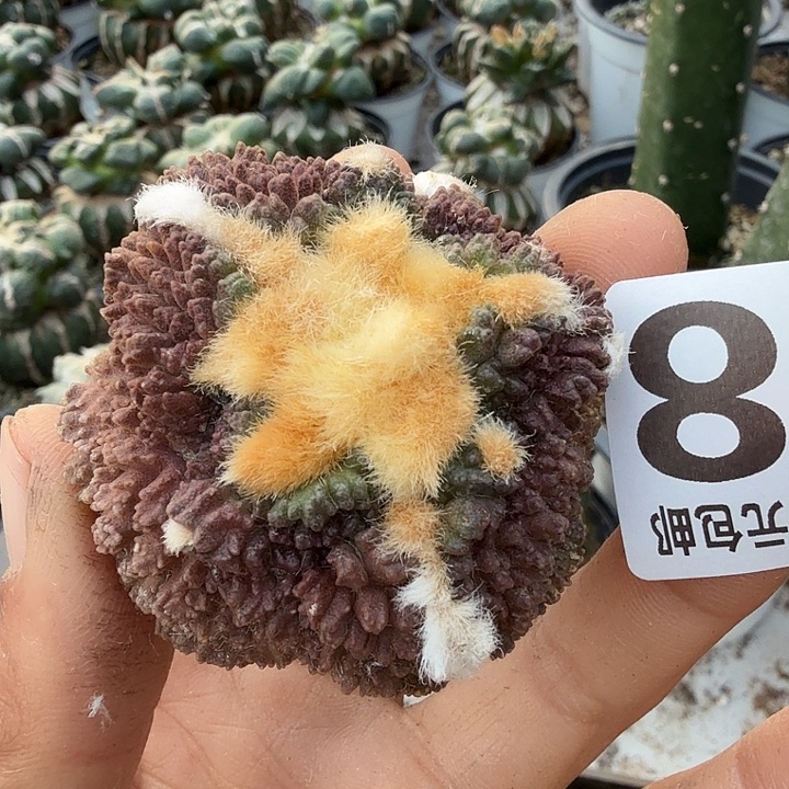 无花朵668大尤哥斯拉