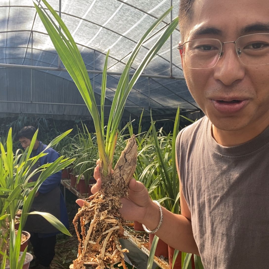 完全开放20红嘴鸥