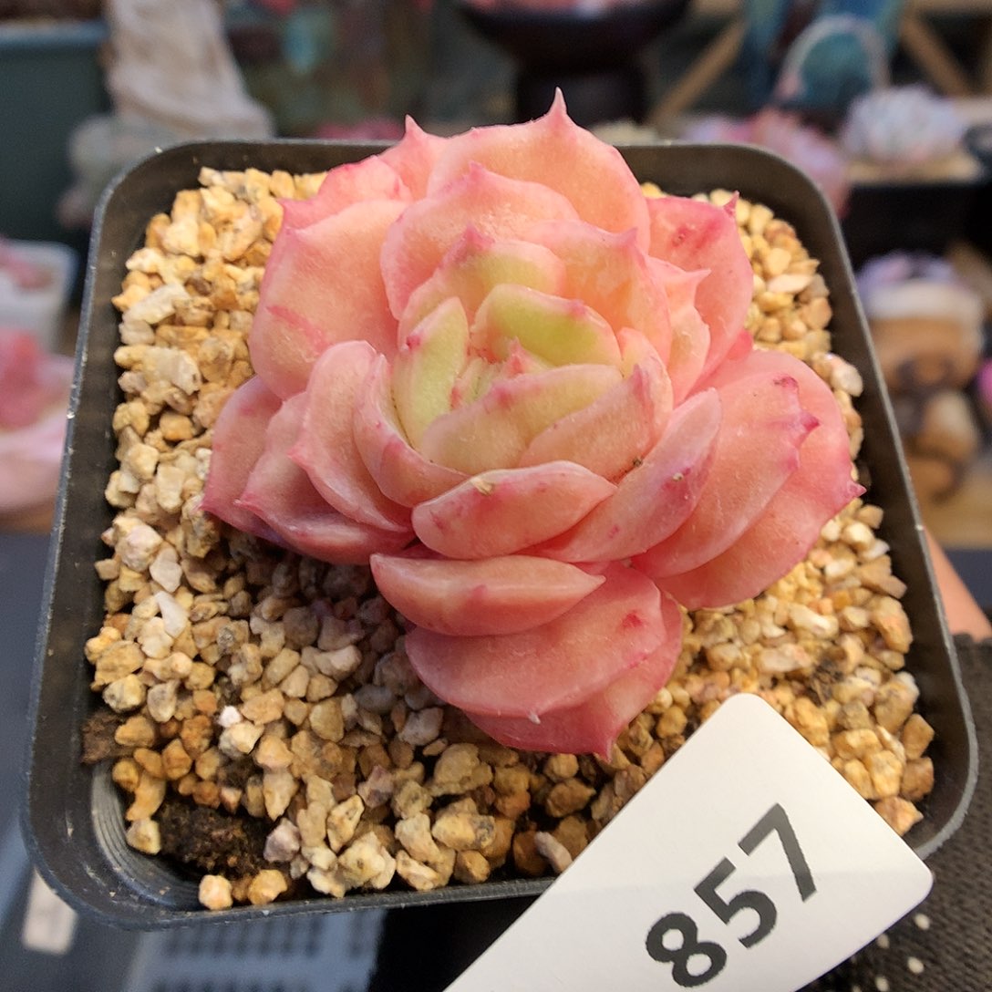 857昂斯落石化多肉植物