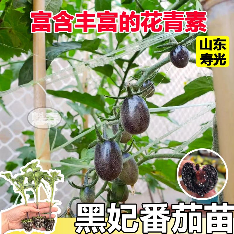 寿光黑妃番茄苗秧高产带土发货黑珍珠西红柿圣女果种子籽春秋四季