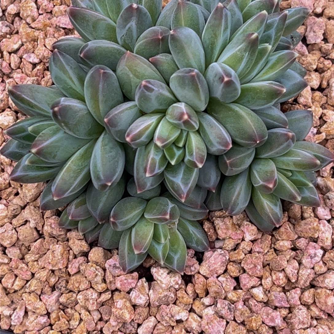 1529下午多肉植物群生