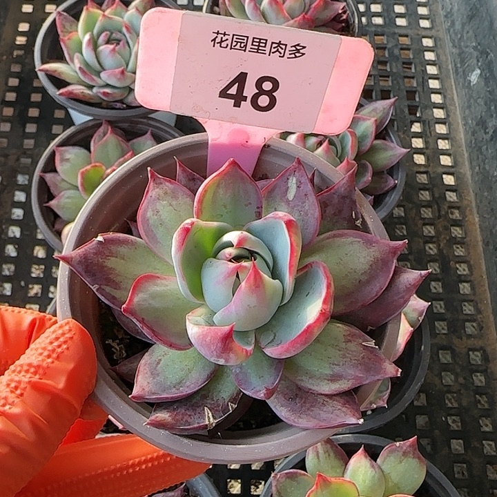 48 惊鸿仙子多肉植物6-9cm