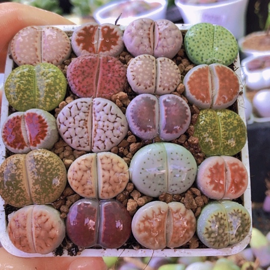 无花朵0772，如图一物一拍