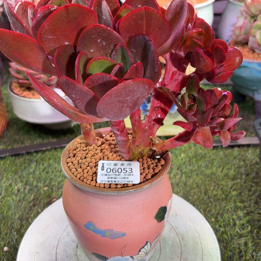 多肉植物06053fgg