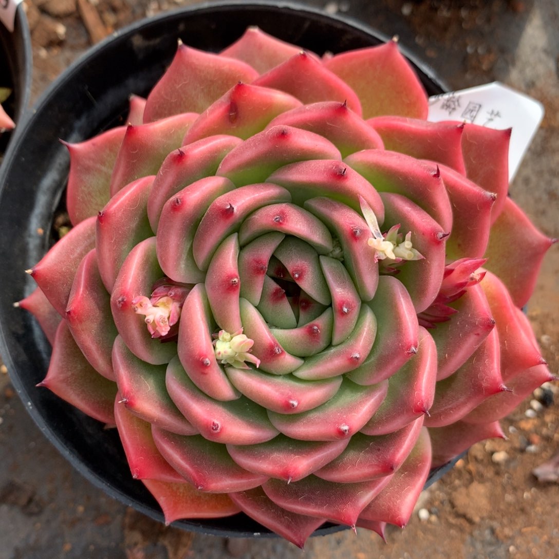 4022新年快乐发发发