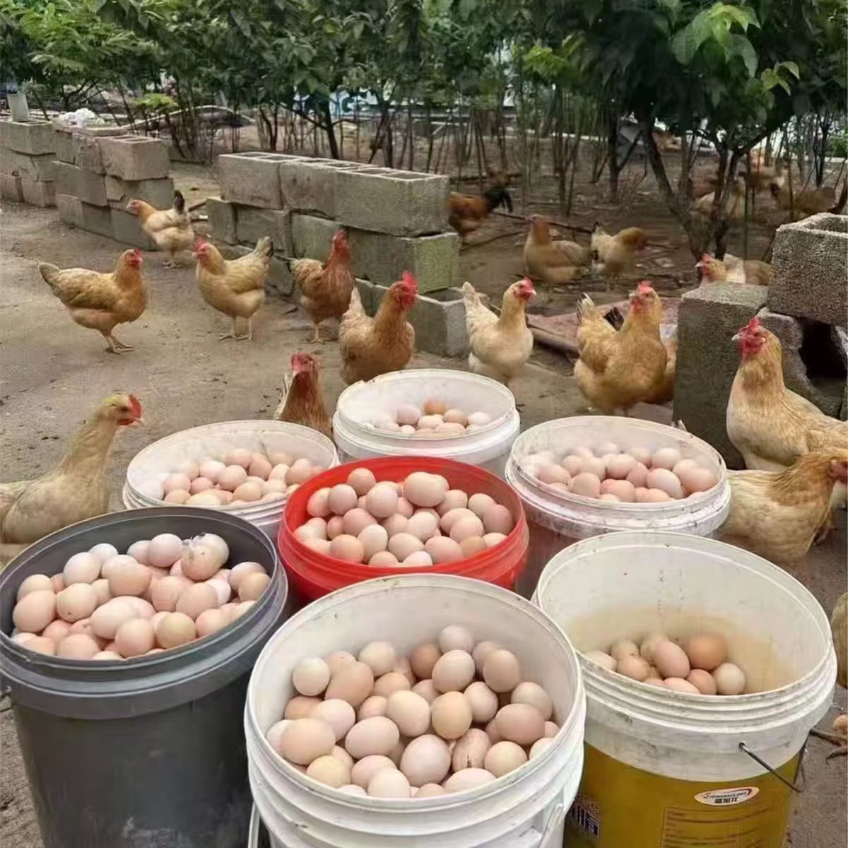 【50枚】新鲜农家散养土鸡蛋新鲜生态散养五谷土鸡蛋真散养蛋更香 T