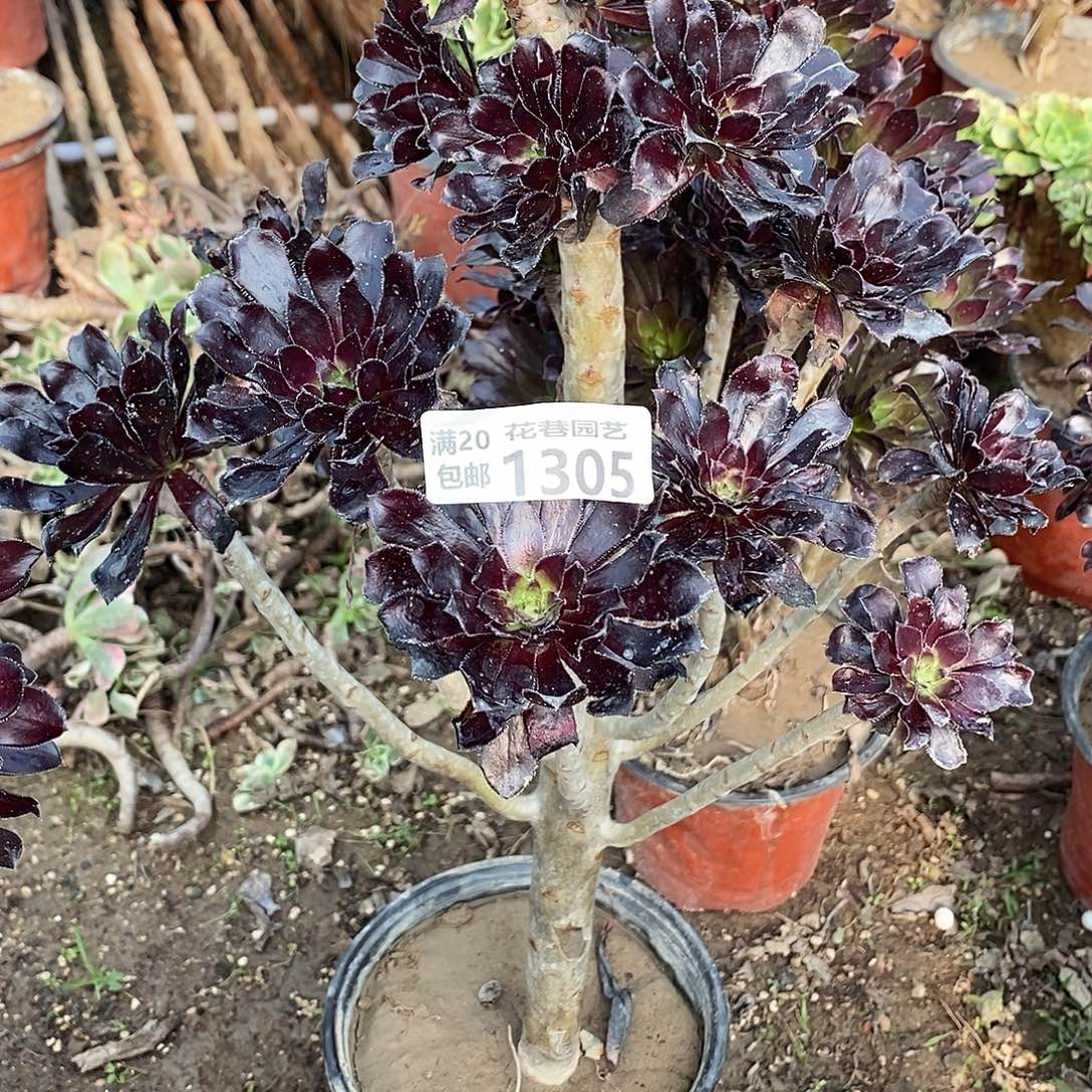 花***语1305号魔法师多肉植物