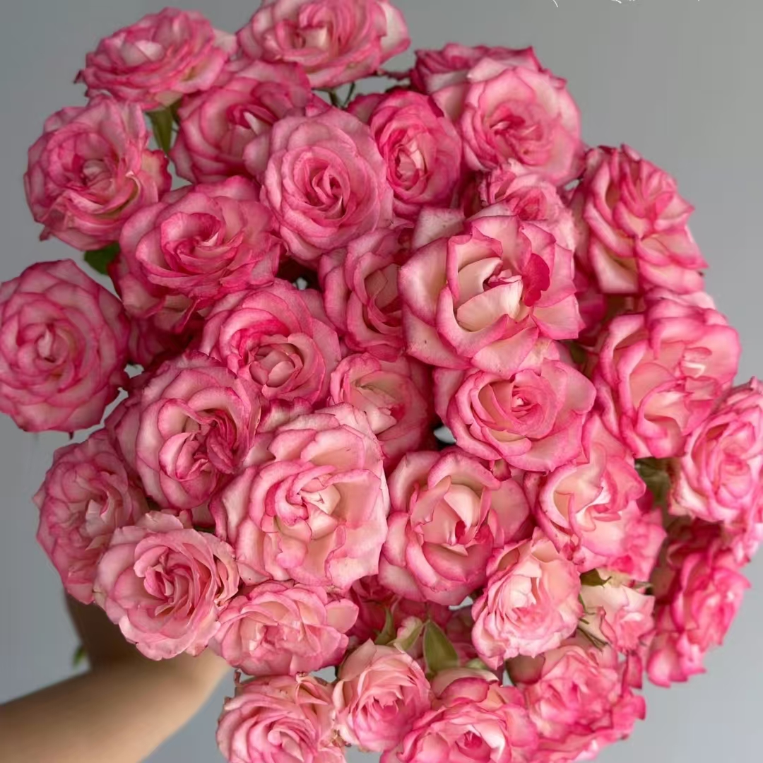妃色罗衣 多头玫瑰：0度及以下气温请拍保温棉【不拍冻坏不售后】