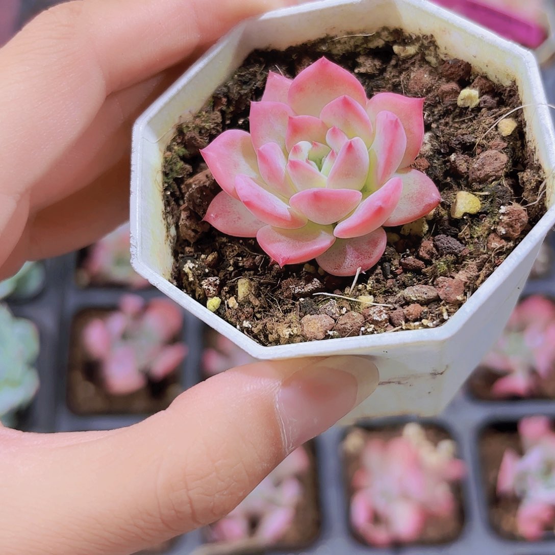 精品Al玛丽亚多肉植物